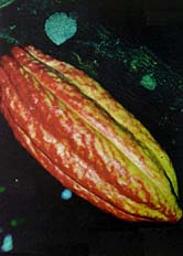 Cacao Pod